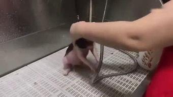 猪洗澡的视频,萌态可掬的洗浴时光